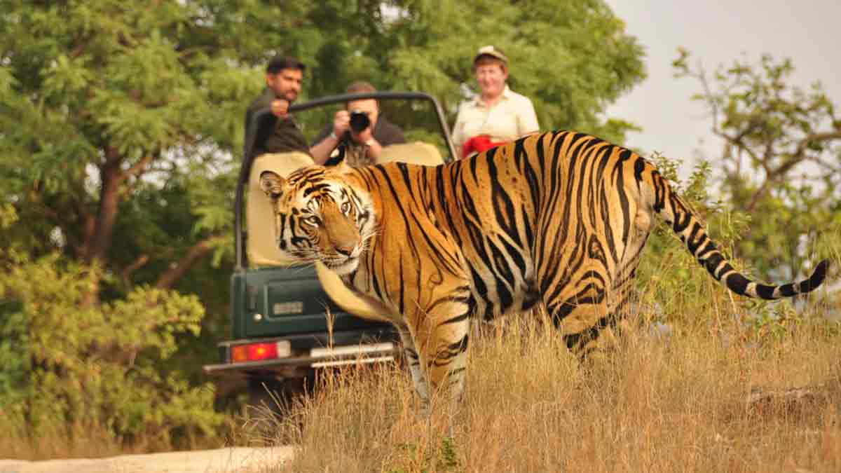wildlife-jungle-safari-in-rajasthan